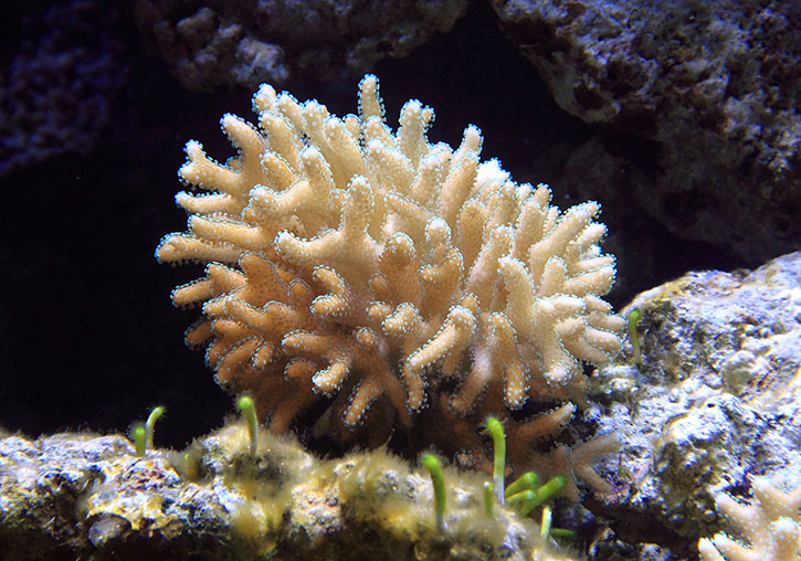 Coral tropical